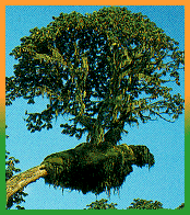 Upper-Canopy Tree